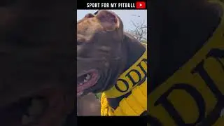 ODIN exercice SpringPole #chien #dogs #sportdog  #sport #yellow