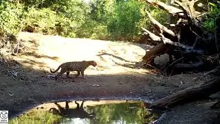 Call of the Wild - Animal Audio - Tico Times
