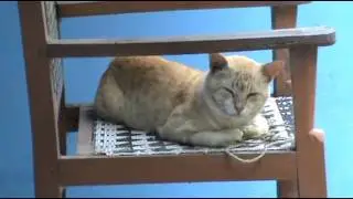 Sleeping Cat