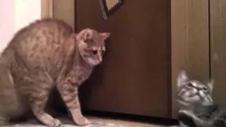 мой котёнок увидел в первые другого кота