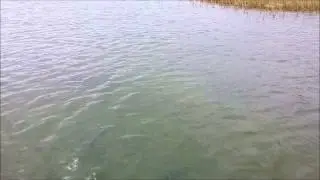 Galet gäddfiske i skärgården del 2