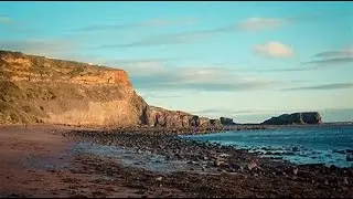 OMG! THERES A WHALE ON THE  BEACH