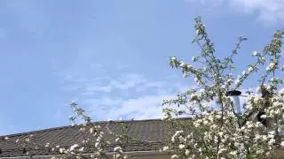 Голуби на крыше 2 - Футажи. Футажи для видеомонтажа