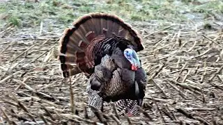 Daughter Sophia's first mature Tom - Jakes run him acrossed a field 300 yards right to our setup