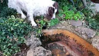 Automatic pond water leveler.