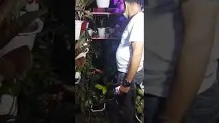 Suksom Jaipong, Calathea zebrina and syngonuim Batik. -Papa-