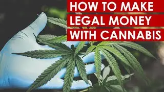 How To Make Legal Money With Cannabis? 2021 update