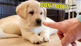 Booping Puppies Little Noses!!