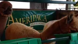 INCREDIBLY CUTE - Alpacas Eating to Lively Irish Music