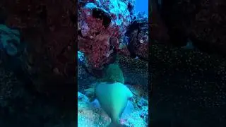 Triggerfish - рыба со спусковым крючком #дайвинг #diving #travel #интересныефакты #ocean