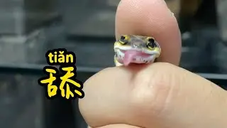 进来对号入座一下你家守宫属啥的吧