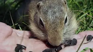 The gophers at the lawn.