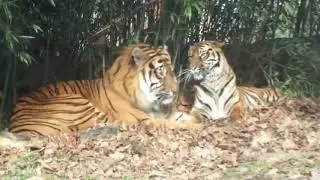 HARIMAU KAWIN & DETIK-DETIK HARIMAU MELAKUKANNY