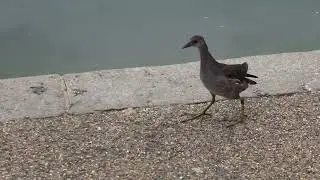 Young Moorhen