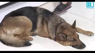Test.tv: Everything for animals. How to train German Shepherds.