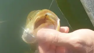 How to Remove a Hook from a Gut Hooked Bass