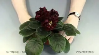 Фиалка АВ-Черный Принц
