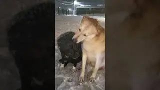 вот такая любовь 