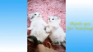 Cute And Funny Pets Compilation 2020|| FunnyCompilationXXL
