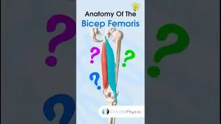 Bicep Femoris Anatomy 