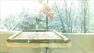 Bird feederwatch cam. Russia