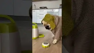 Пёс захотел поесть😁