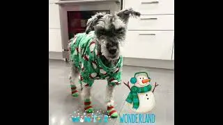 Winter Wonderland ( feat. Pluto)