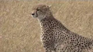 Masai Mara Big Cats