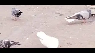 Голуби И.Т. Луганск.