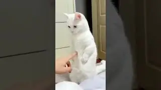 Смешные Кошки и Собаки! 😂 #Shorts