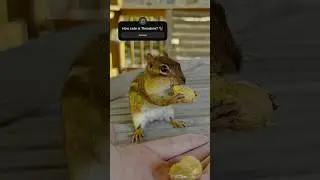 FEEDING CHIPMUNKS PEANUTS 🥜🐿😋 #shorts