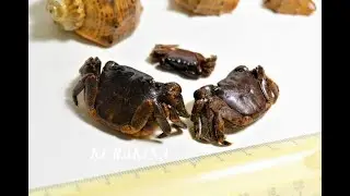 Крабы для творчества