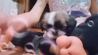 asmr de la cheeeez