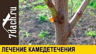 🌳 Как лечить камедетечение (гоммоз) - 7 дач