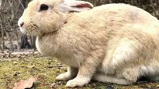 Pregnant beautiful rabbit