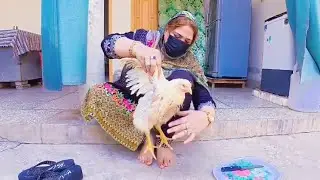 Chicken Slaughtering Video By Gull Baji 