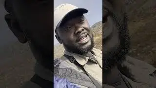 White-bearded Helmetcrest: Best footage ever!👆🏼