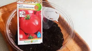 Купила стаканчики под рассаду  СЕЮ томат