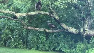 Turkeys