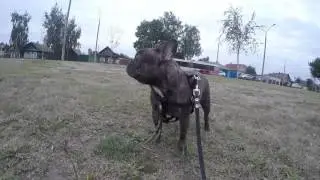 Бонька на улице