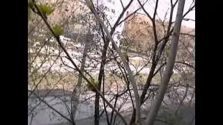 Мой ''Бонсай''