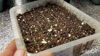 обзор всходов.как не загубить свои сеянцы😃 это важно!!!