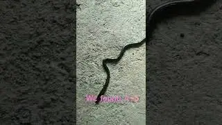 It's inside our house blind snake