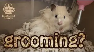 How long does it take for a hamster to groom himself?