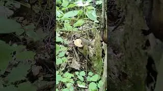 Паразитирующий 🍄 #гриб - #лес летом, живая флора и красивые #грибы на деревьях 🌲: природа 4к
