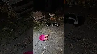 Skunks like hot dogs 🌭