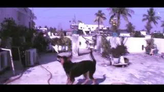MyDog.mp4