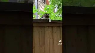 Кот говорящий рот. Ты пасатри, что она вытворяет.