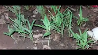ដាំដំណាំនៅផ្ទះ