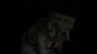 how much is that doggy in the window